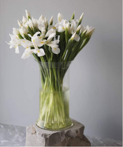 Ирисы белые