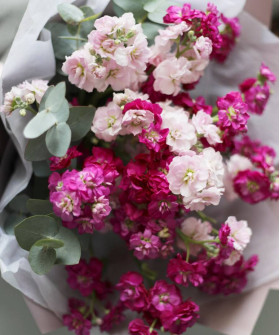 Маттиола кустовая ярко-розовая Хот пинк, поштучно 