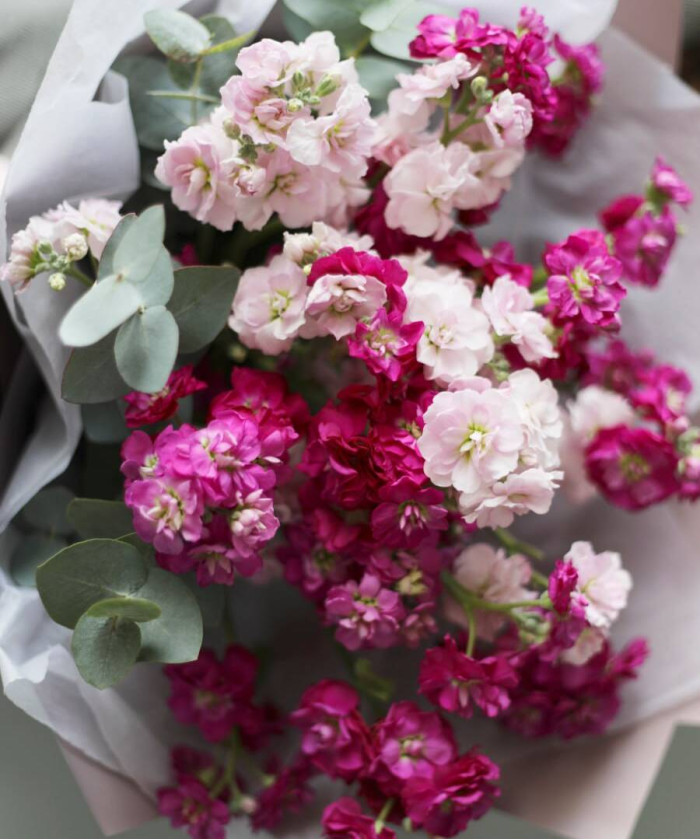 Маттиола кустовая ярко-розовая Хот пинк, поштучно 