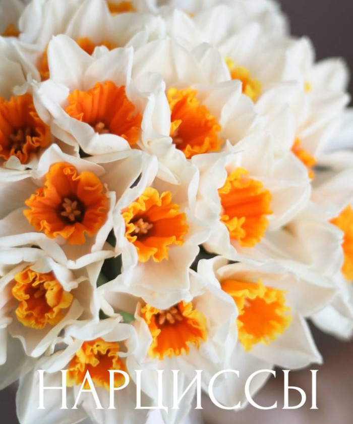 25 бело-оранжевых нарциссов Иоганн Штраус №5224
