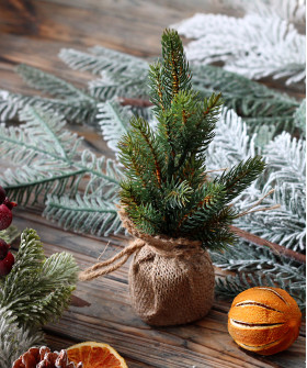 Хвойник в кашпо "Ёлочка", 24 см