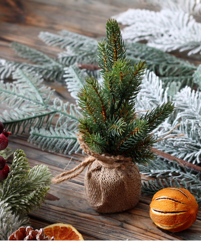 Хвойник в кашпо "Ёлочка", 24 см