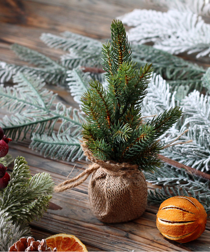 Хвойник в кашпо 