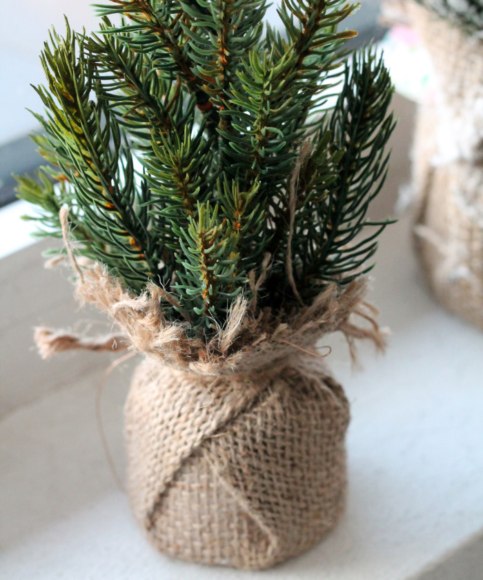 Хвойник в кашпо 