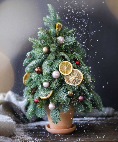 Ель "от Деда Мороза", 37-40 см