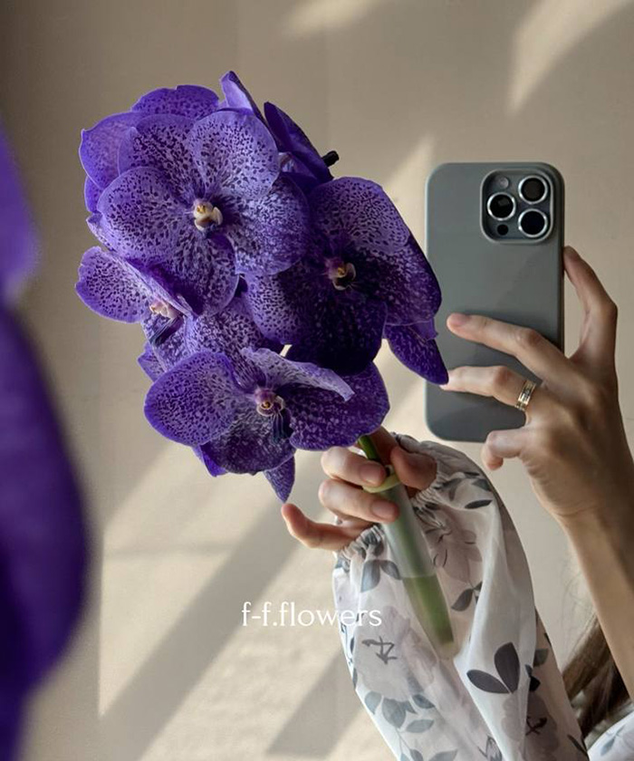 Орхидея Ванда, 1 ветка, цвет в ассортименте, поштучно