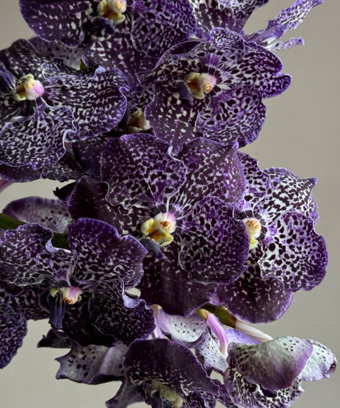 Орхидея Ванда, 1 ветка, цвет в ассортименте, поштучно