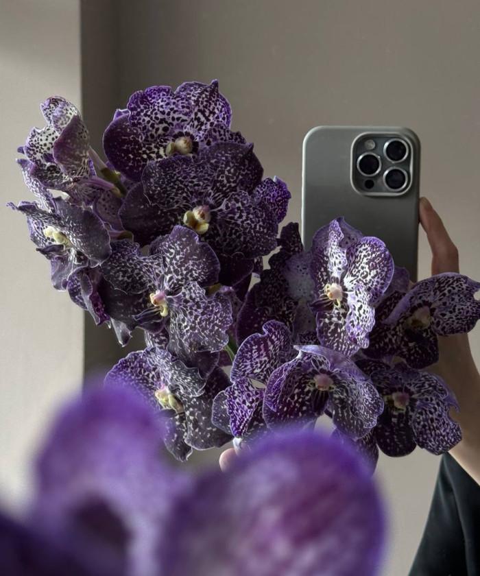 Орхидея Ванда, 1 ветка, цвет в ассортименте, поштучно