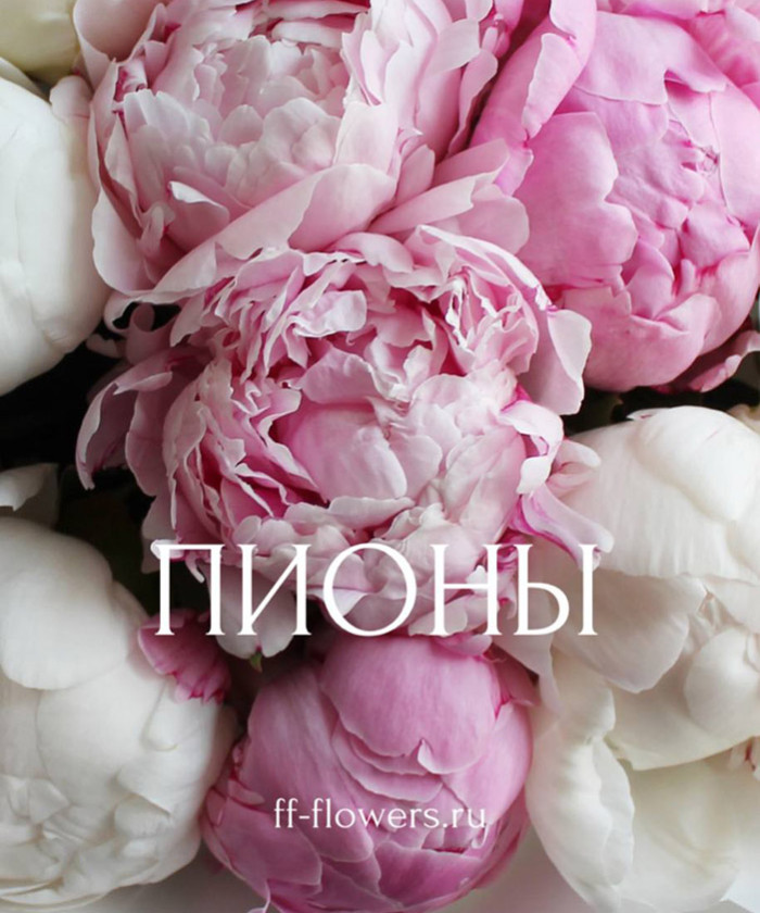 15 голландских пионов №2980