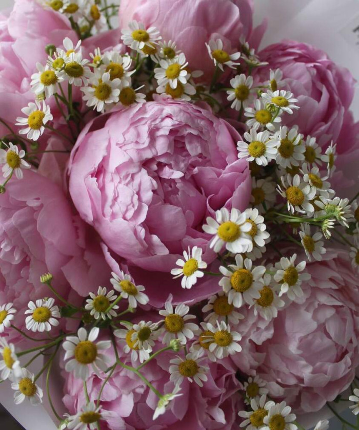 Розовые пионы и ромашки танацетум №2834