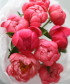 9 розовых пионов Корал Шарм №8755