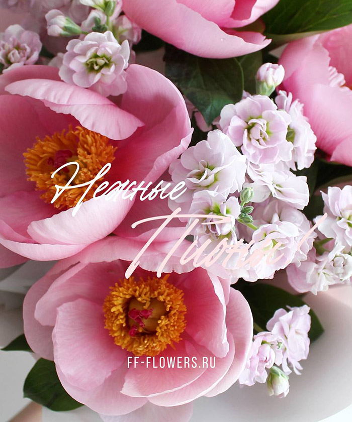 Пионы Софт салмон и розовая маттиола №8357