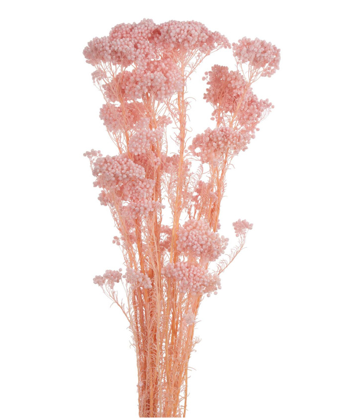 Озотамнус, поштучно №4326