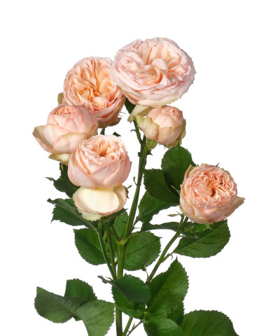 Джентл Трендсеттер кустовая персиковая роза