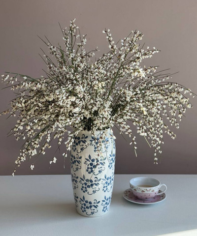 Гениста белая, поштучно