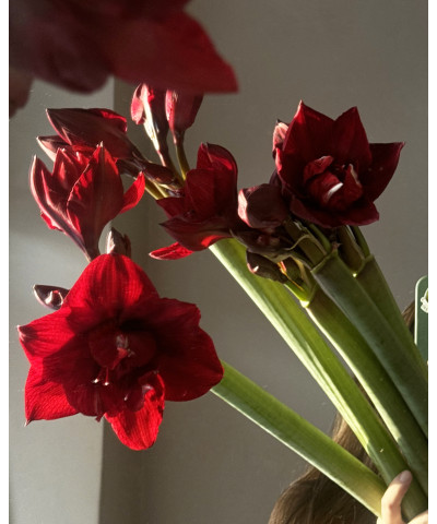 Амариллис винно-красный Ред Глори, поштучно