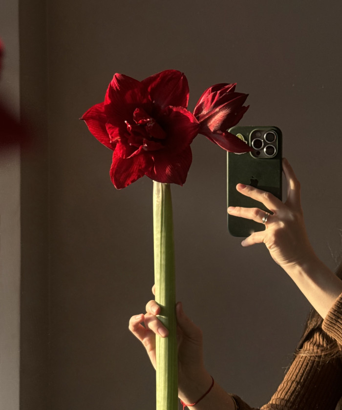 Амариллис винно-красный Ред Глори, поштучно