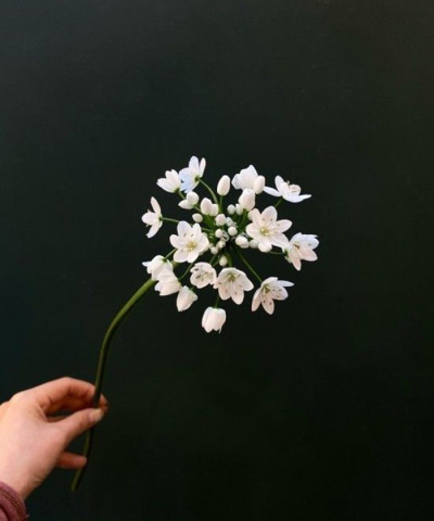 Аллиум неополитанум, в ассортименте, поштучно