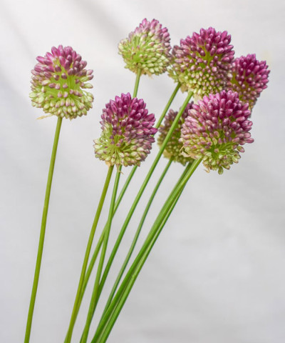 Аллиум сфаэросифалон, поштучно