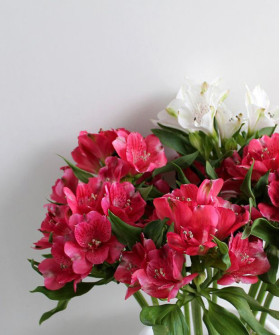 Альстромерия ярко-розовая и лиловая