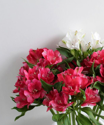 Альстромерия ярко-розовая и лиловая