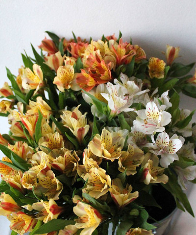 Альстромерия жёлтая