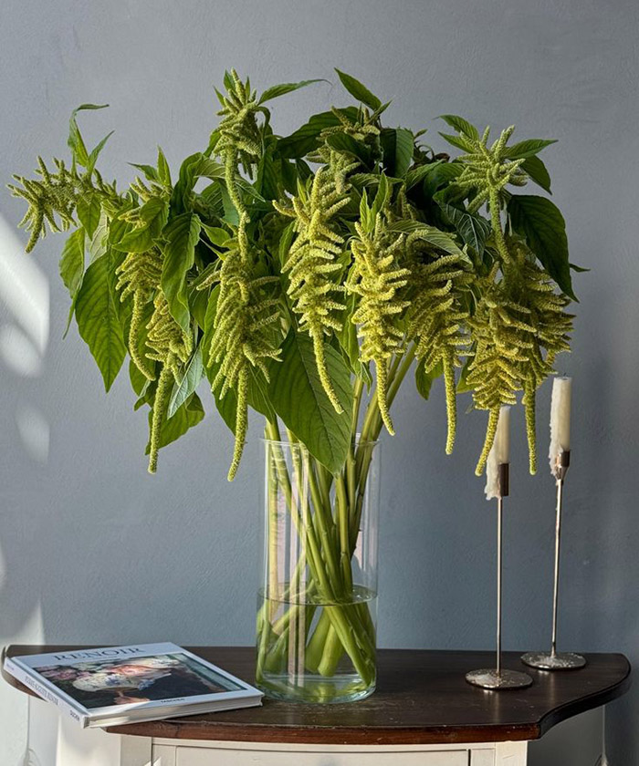 Амарант ампельный, цвет в ассортименте, поштучно