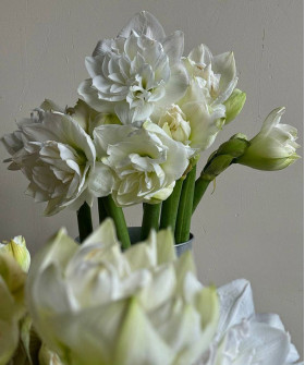 Амариллис белый Арктик Нимф, поштучно