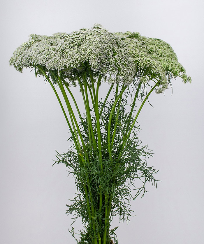 Амми, поштучно