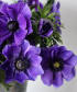 Анемон Мистраль плюс синий h35-40, поштучно