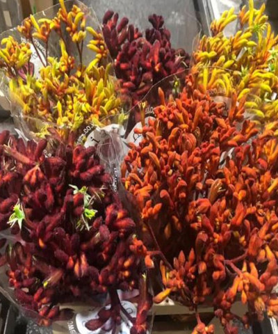 Анигозантос, поштучно