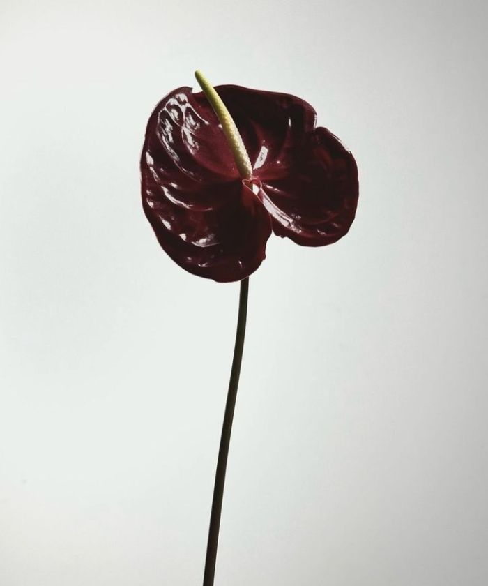 Антуриум шоколад Шоутайм, поштучно