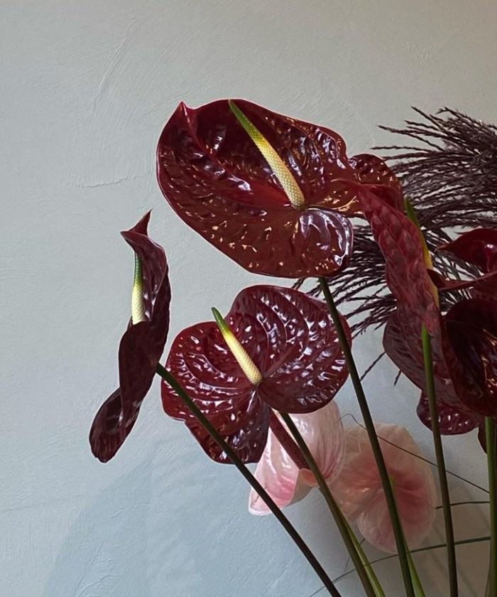 Антуриум шоколад Шоутайм, поштучно