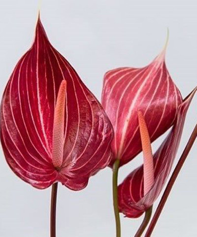 Антуриум Сафари, поштучно