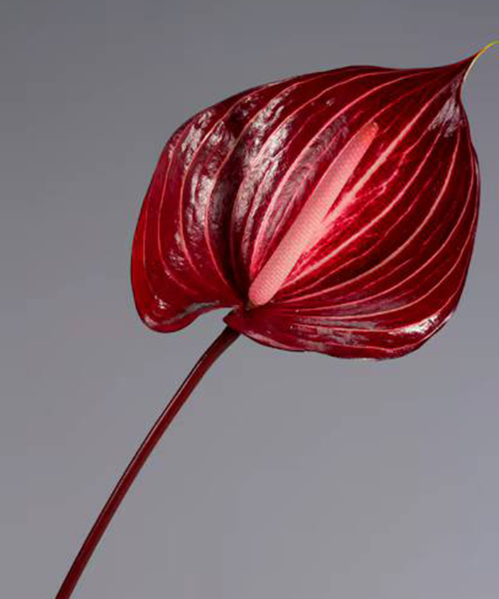 Антуриум Сафари, поштучно