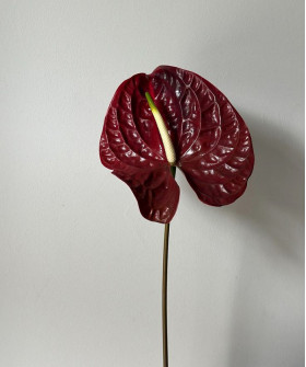 Антуриум шоколад Шоутайм, поштучно