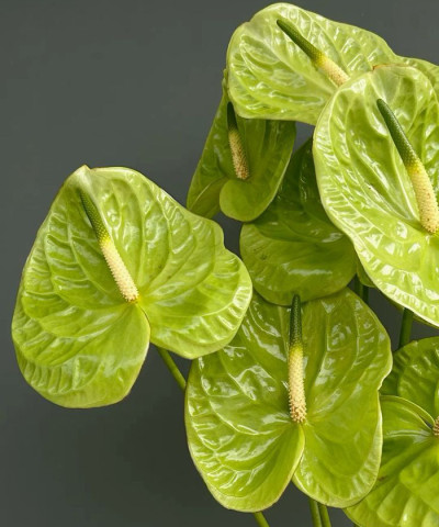 Антуриум зелёный Grand Slam, поштучно