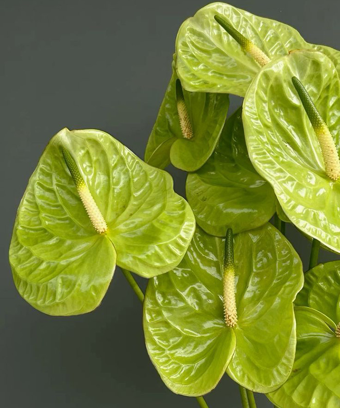 Антуриум зелёный Grand Slam, поштучно