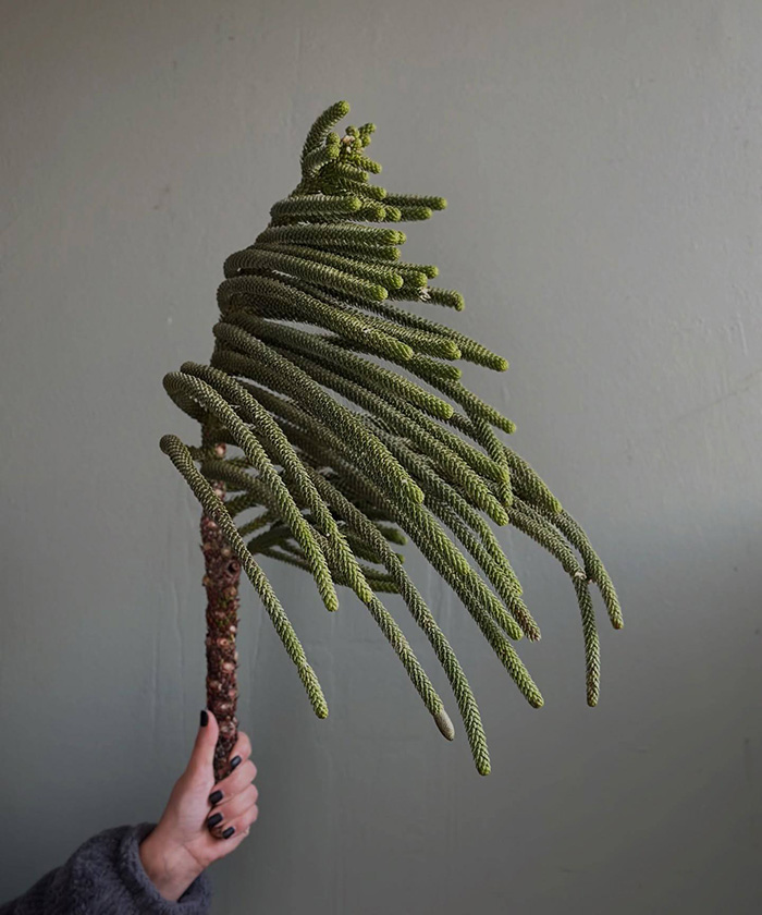 Араукария, ветки поштучно