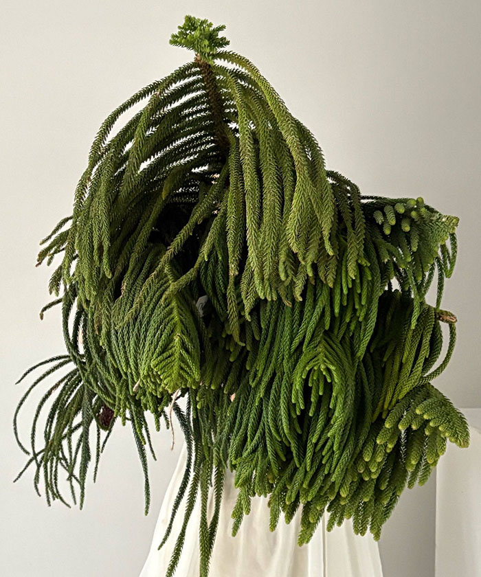 Араукария, ветки поштучно