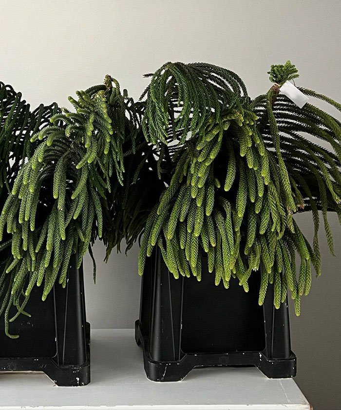 Араукария, ветки поштучно