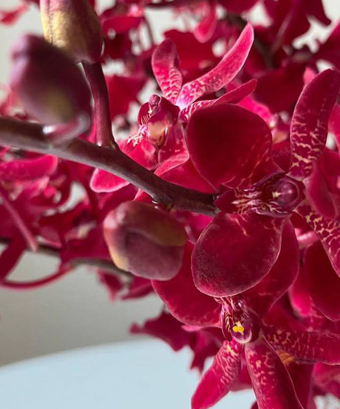 Ашима орхидея, поштучно