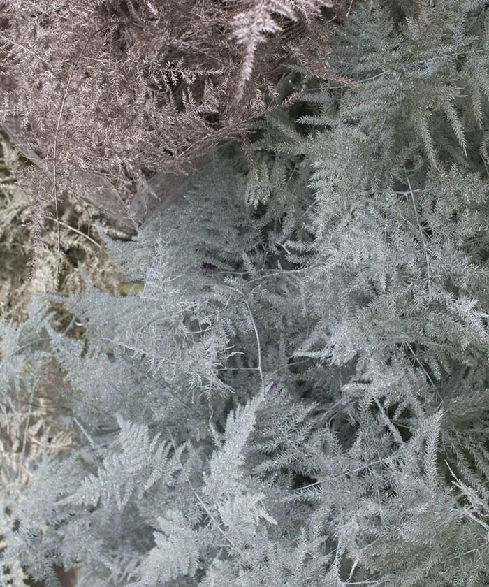 Аспарагус плюмозус белый, поштучно