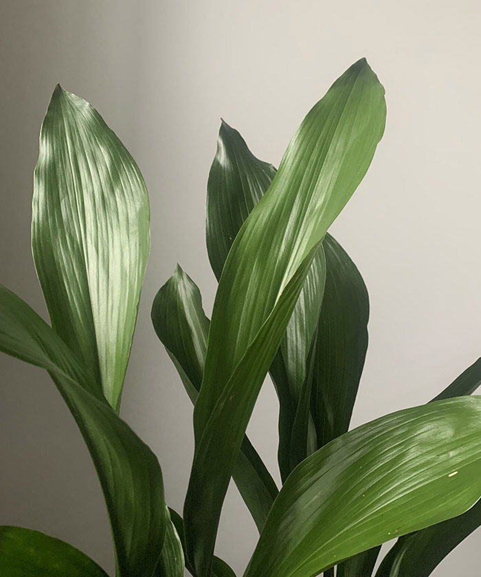 Аспидистра листья, поштучно
