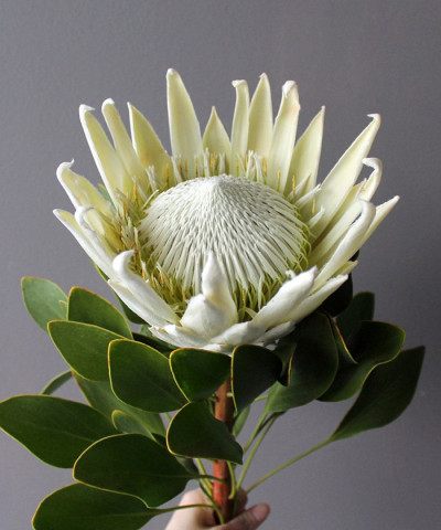 Протея белая Арктик Айс, поштучно