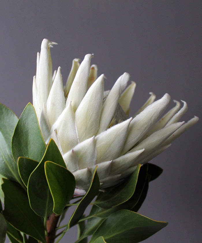 Протея белая Арктик Айс, поштучно