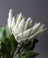 Протея белая Арктик Айс, поштучно