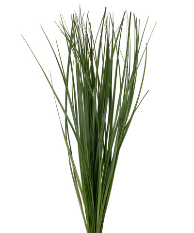 Берграсс, листья