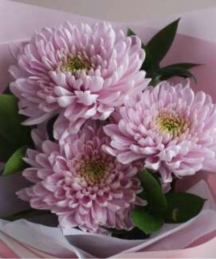 Хризантема Россано одноголовая розовая, поштучно 