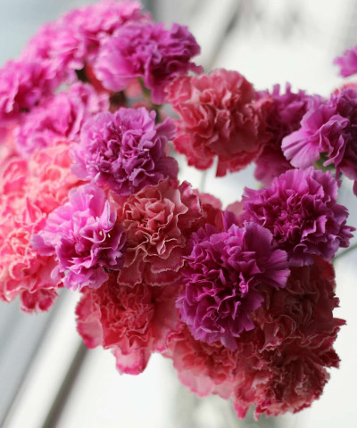 Диантусы холодные розовые оттенки